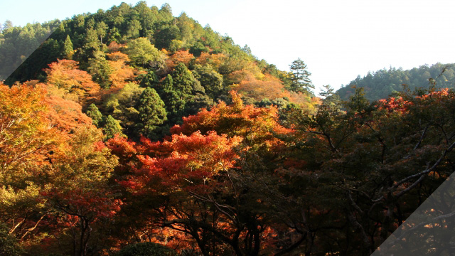 高山寺