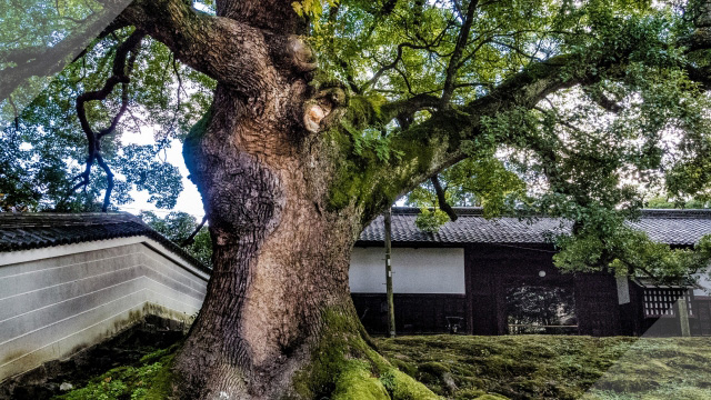 京都